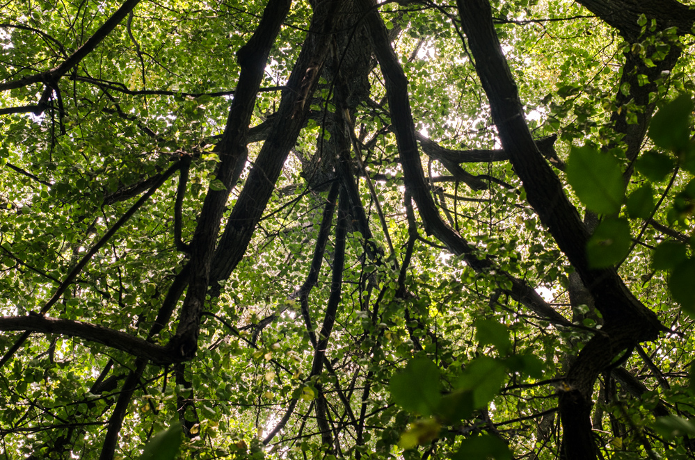 фестиваль сказка