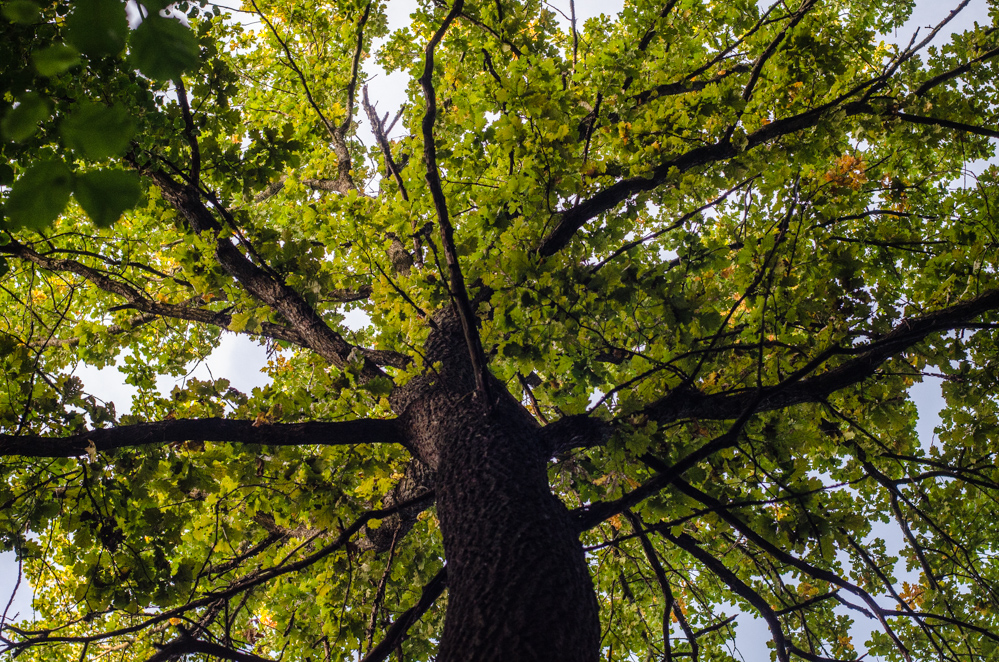 Дубы-колдуны