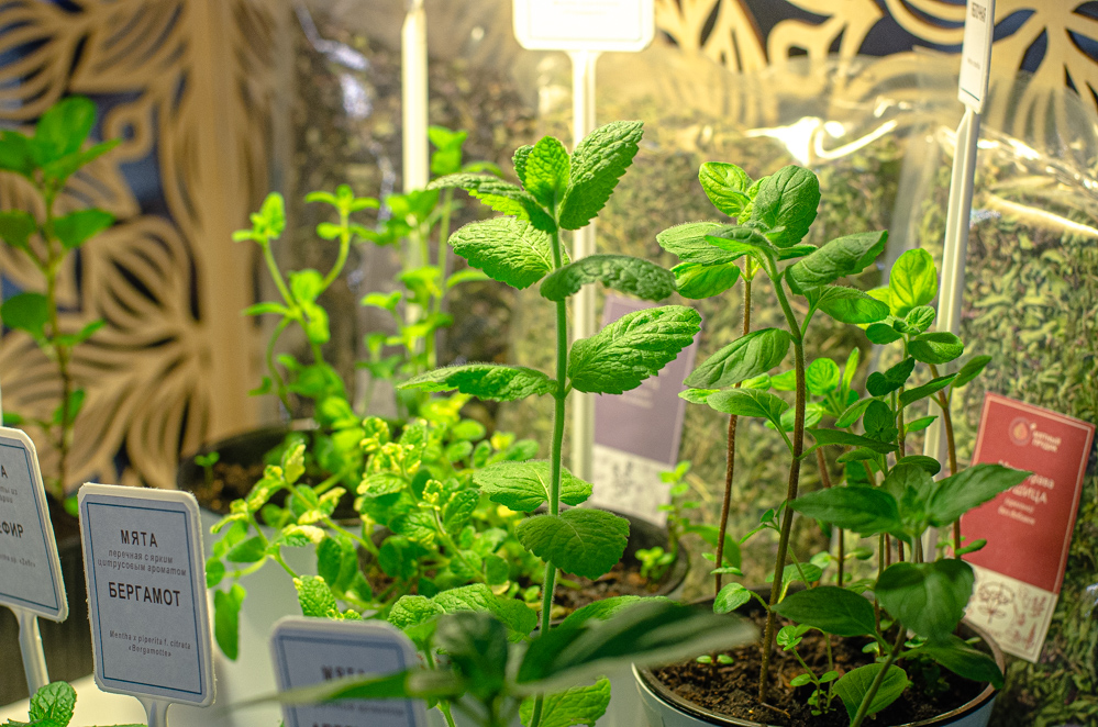 сортовая мятау