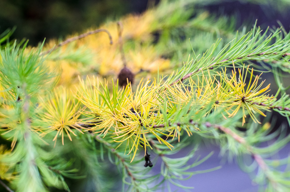 школа интернат интеллектуал