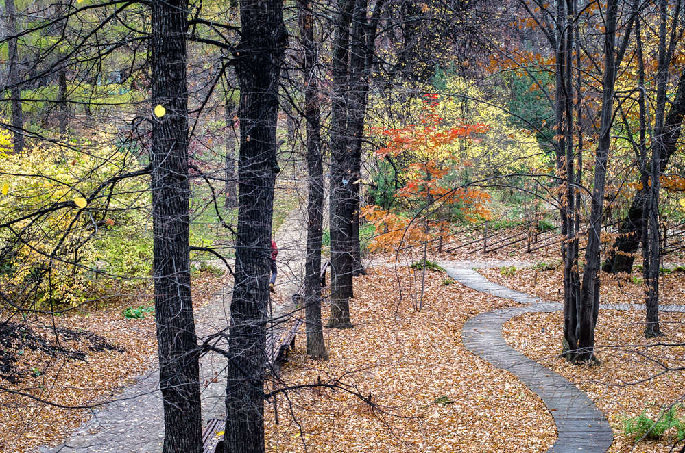 Аптекарский огород МГУ