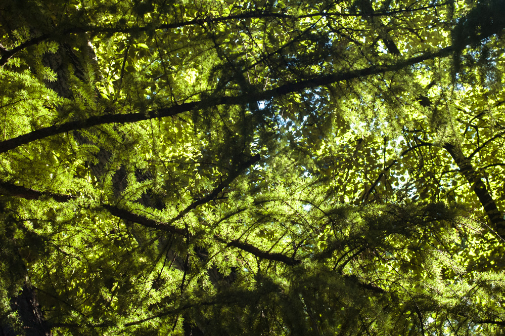 детский парк фили