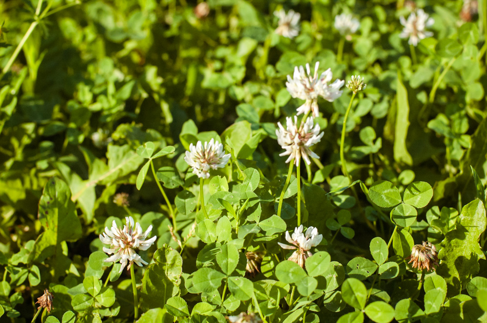 детский парк фили