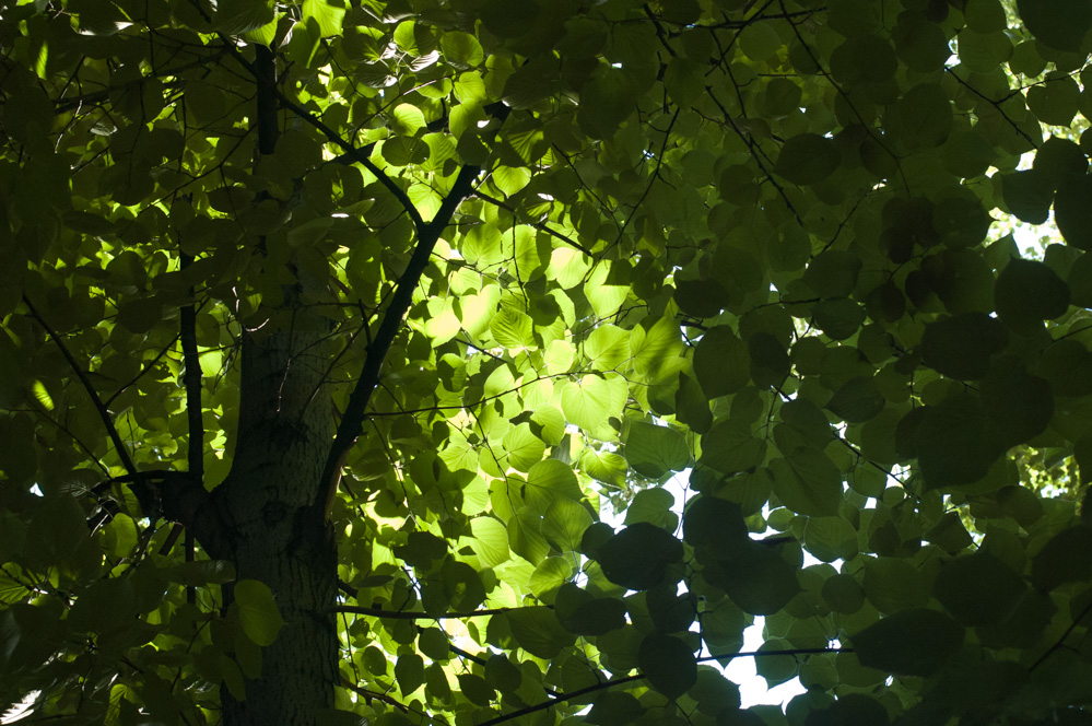 детский парк фили