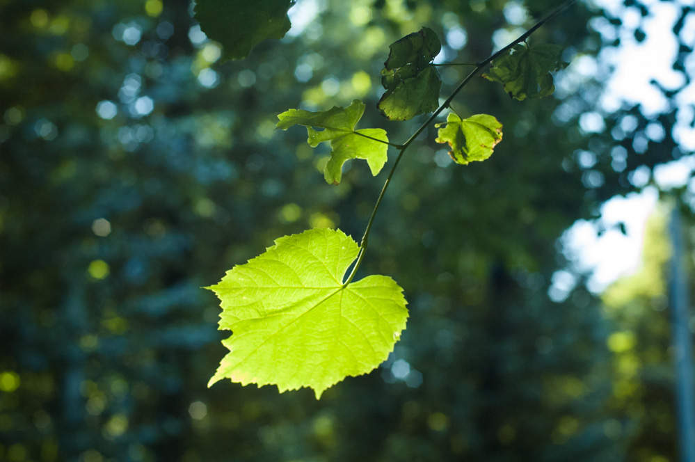 парки г москвы