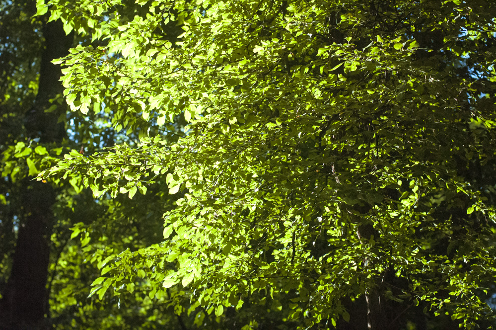 парки москвы +на карте