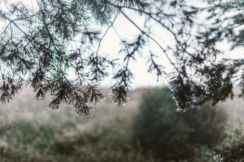 дубна отзывы