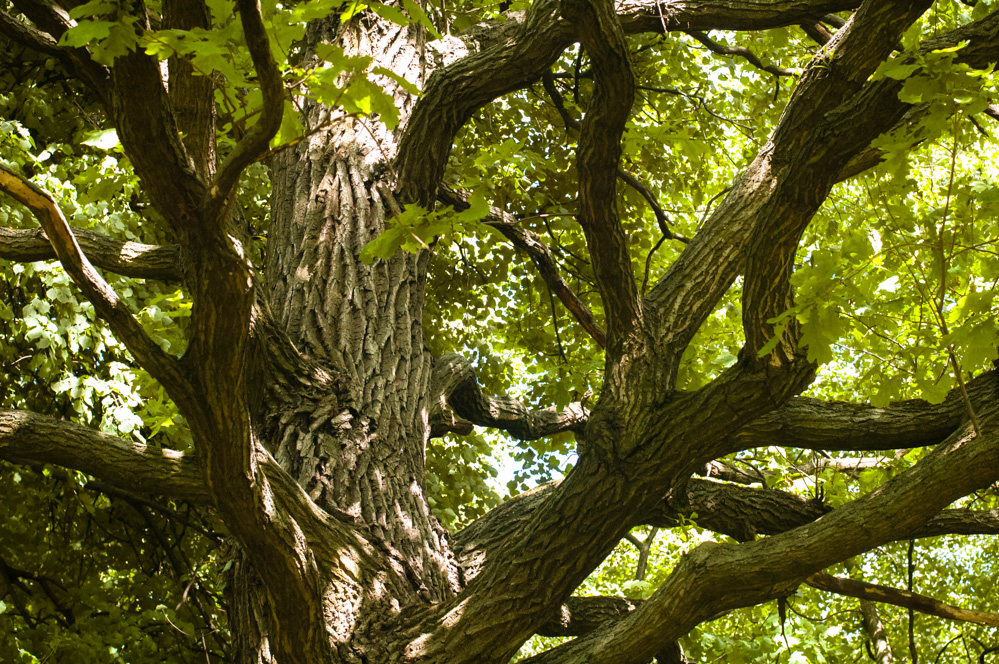 филевский парк пикник