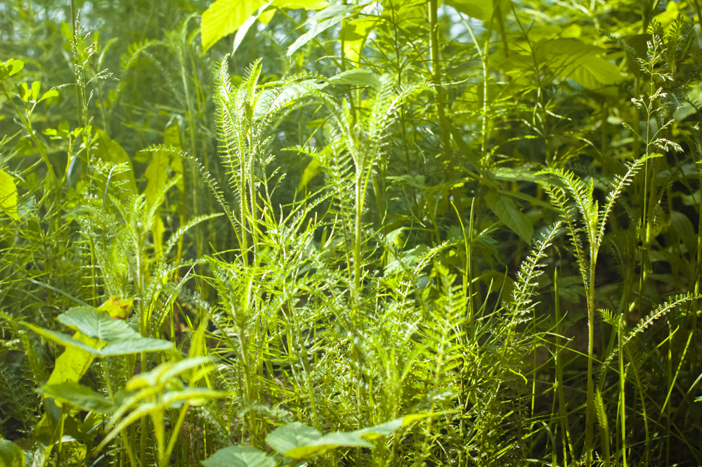 филевский парк какой район москвы