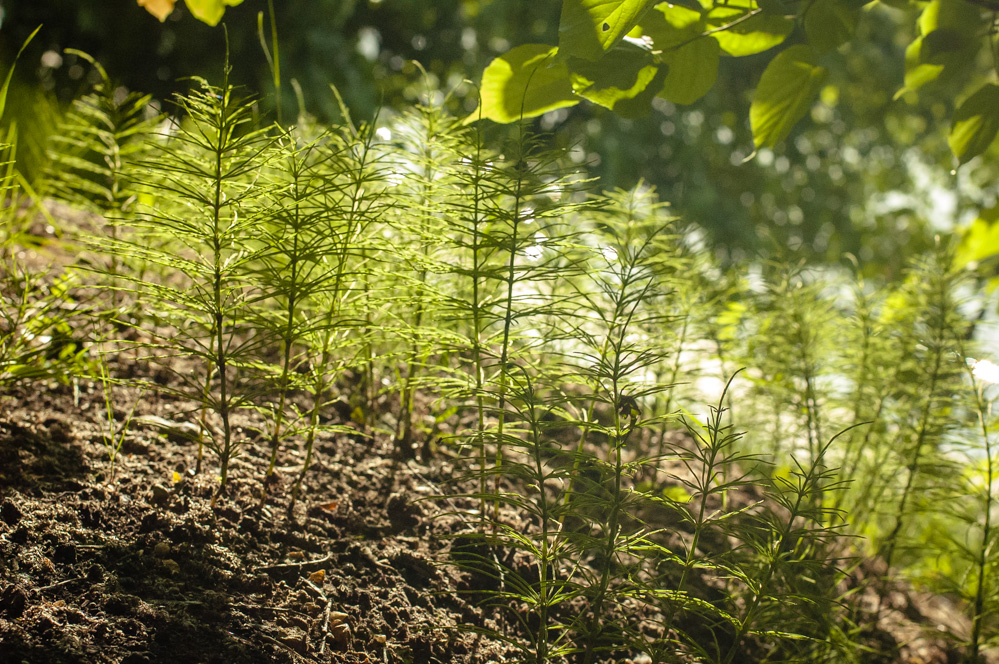 в филях филевский парк