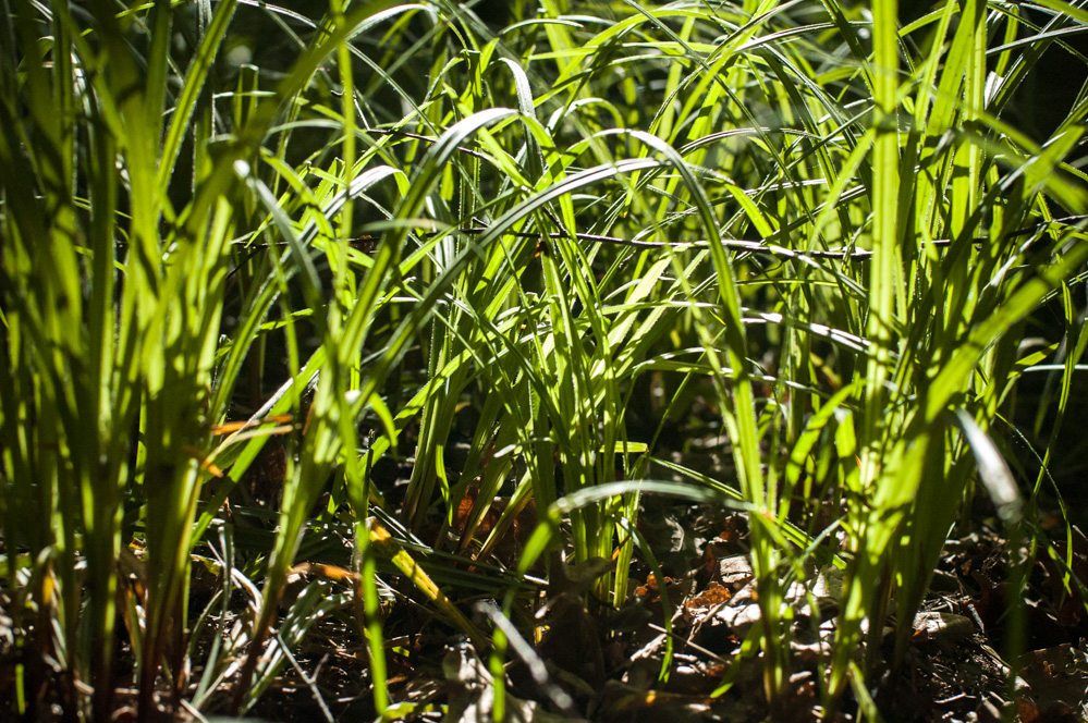 филевский парк фото