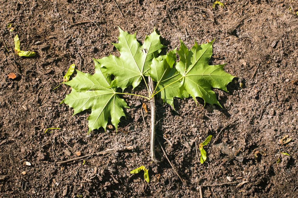 филевский парк где находится