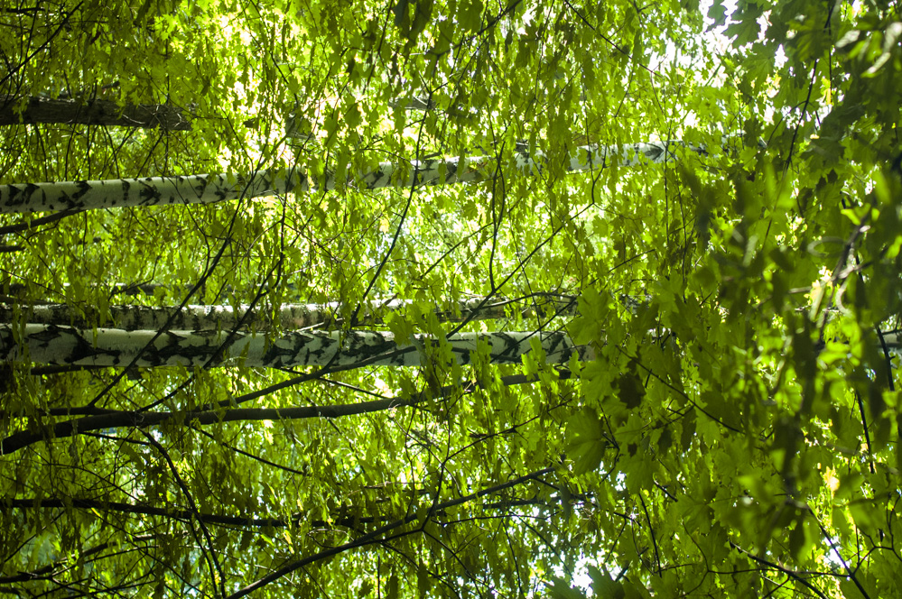 филевский парк работает