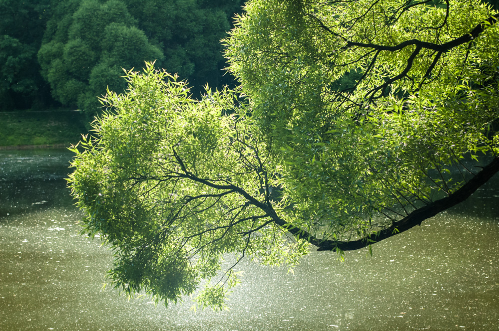 филёвский парк