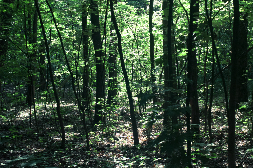 филёвский парк отзывы