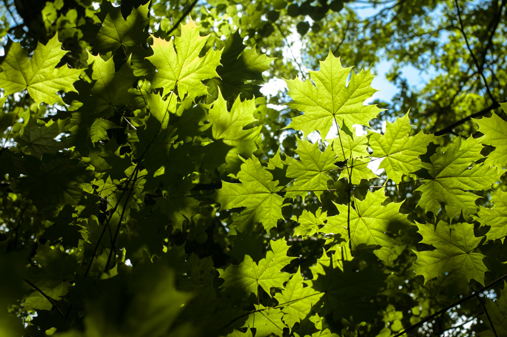 адрес филевского парка
