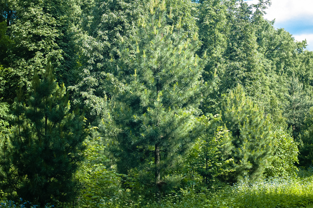 маршрут филевский парк