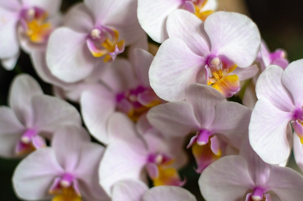 цветение орхидеи