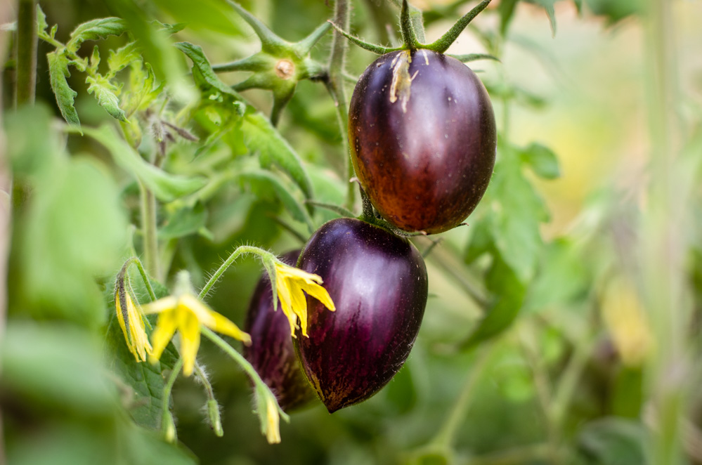 мини баклажаны