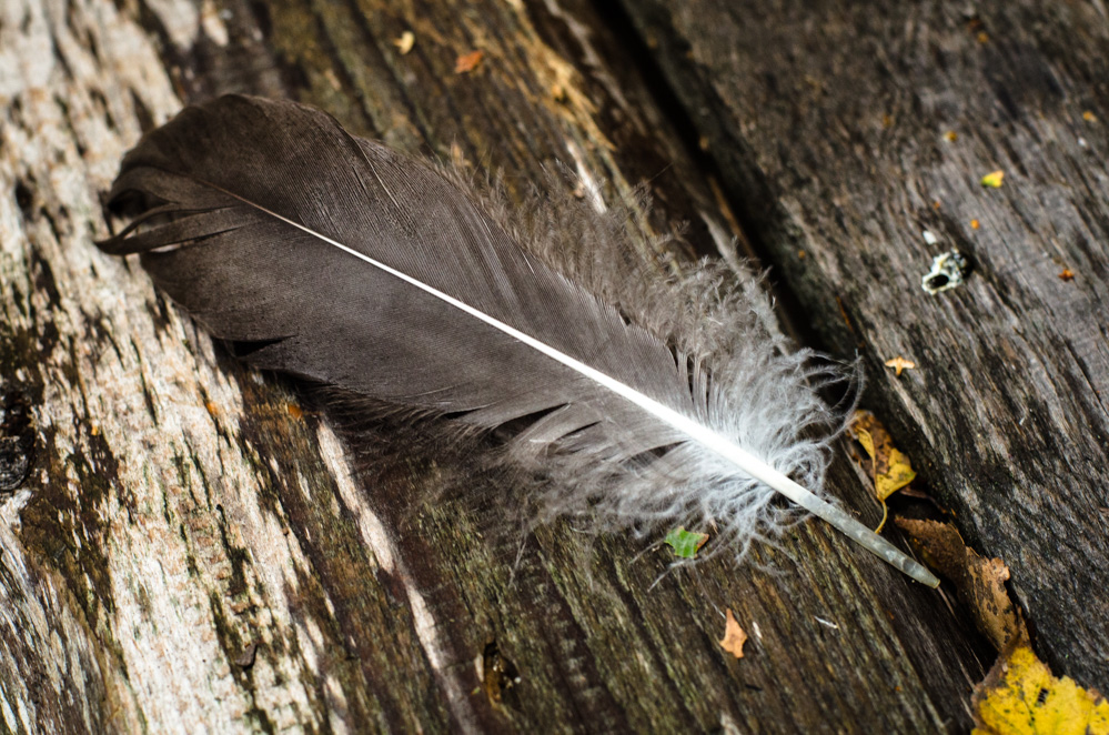 ильинский погост гуслица