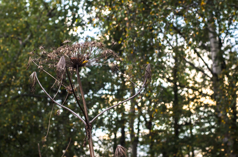 творческая усадьба гуслица официальный сайт