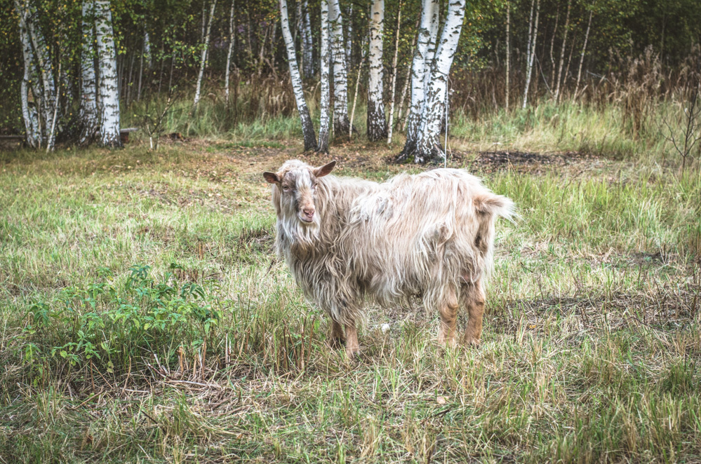 куровское гуслица