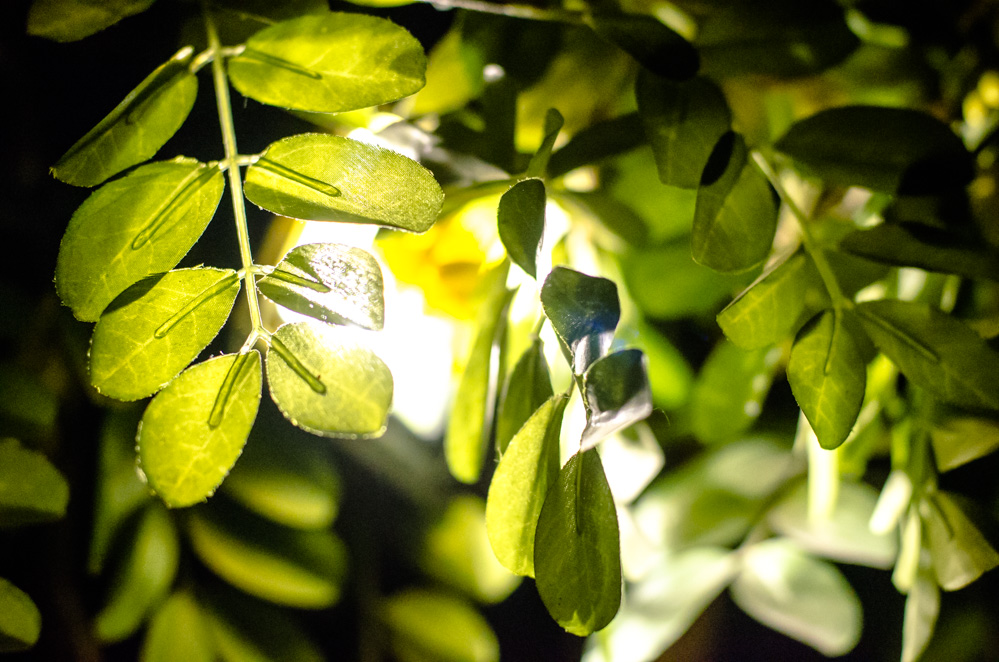 гуслица творческая