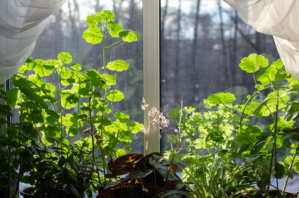 герань символ