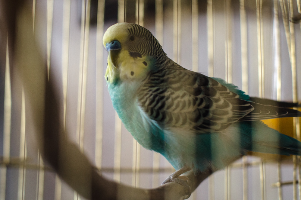 волнистый попугай