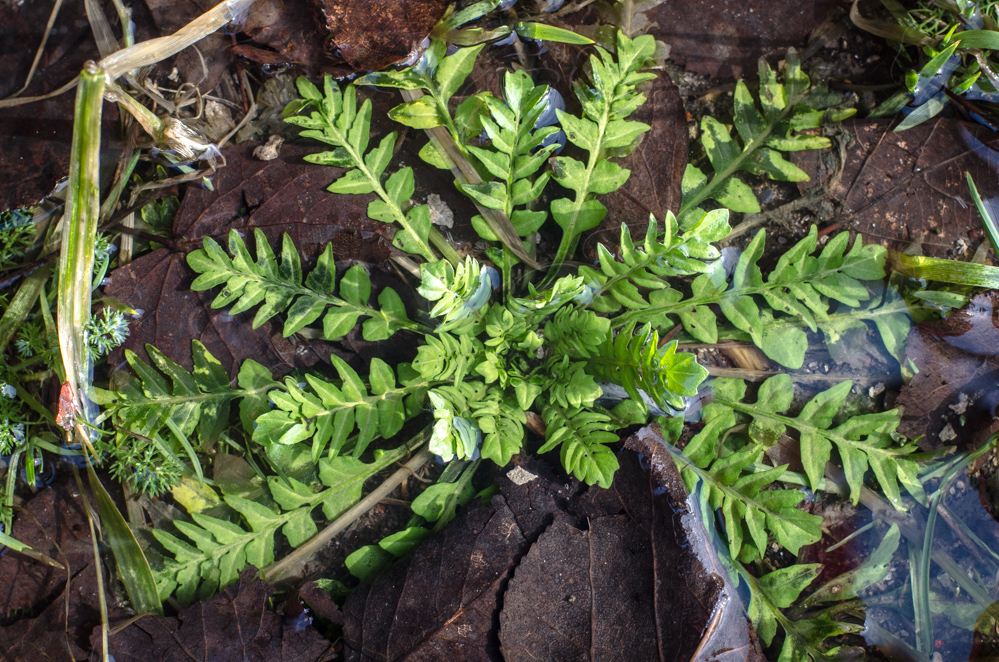 масленица в гуслице