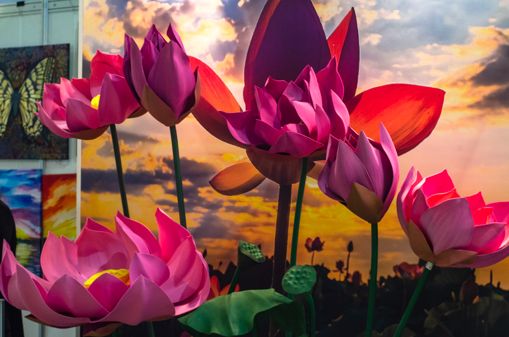 лотосы астрахань