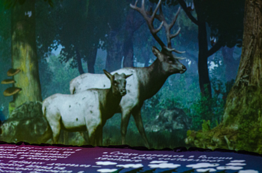 мультимедиа галерея лес +на вднх