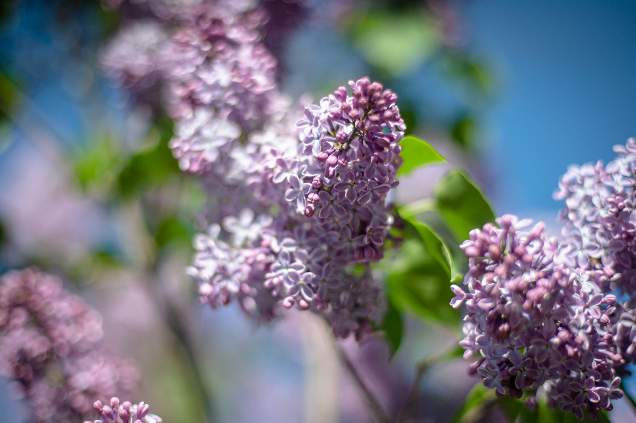 Сирень цветение