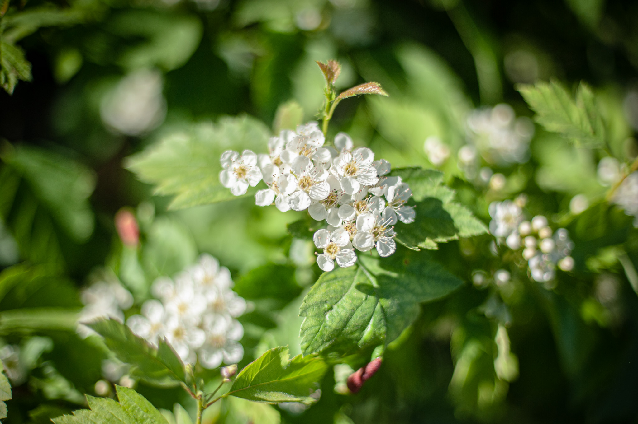 Боярышник цветение