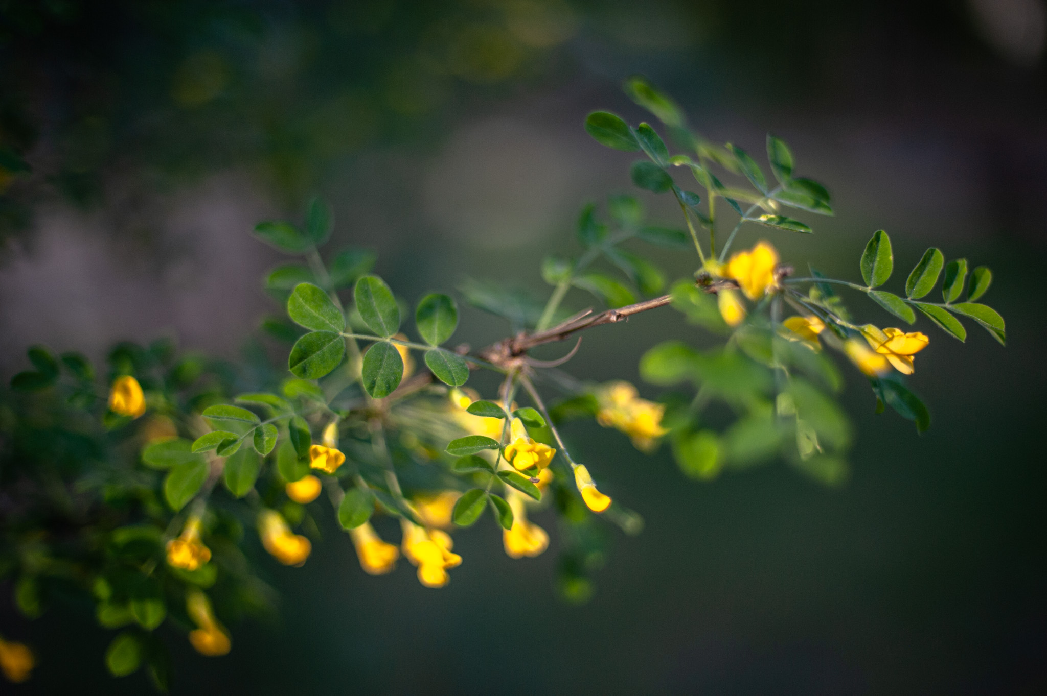 Акация цветение