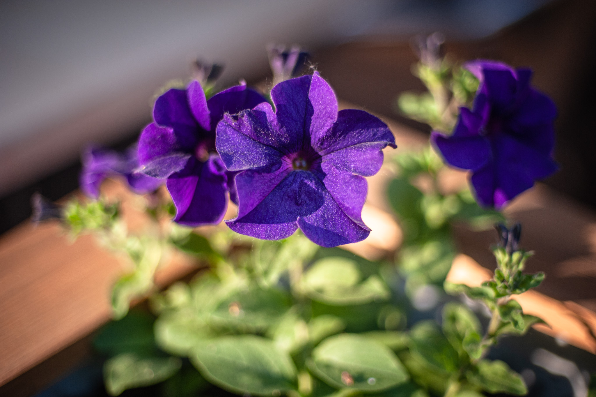 Петуния цветение