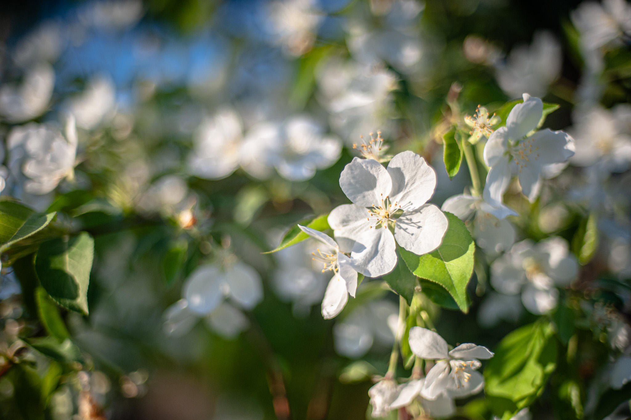 Яблоня цветение