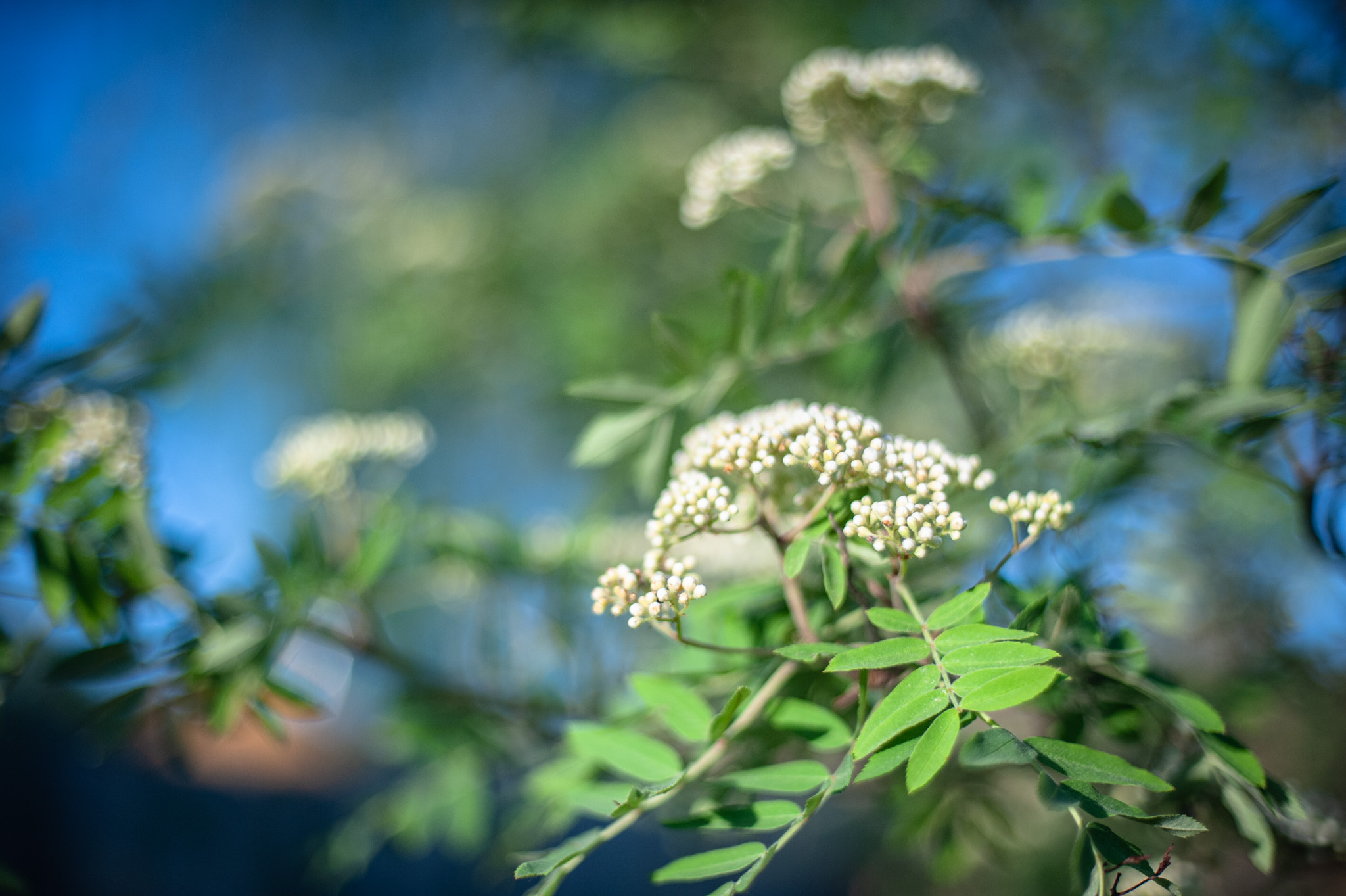 Рябина цветение