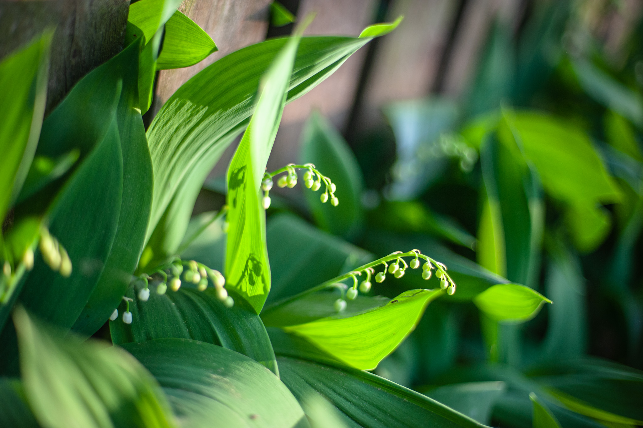 ландыш цветение