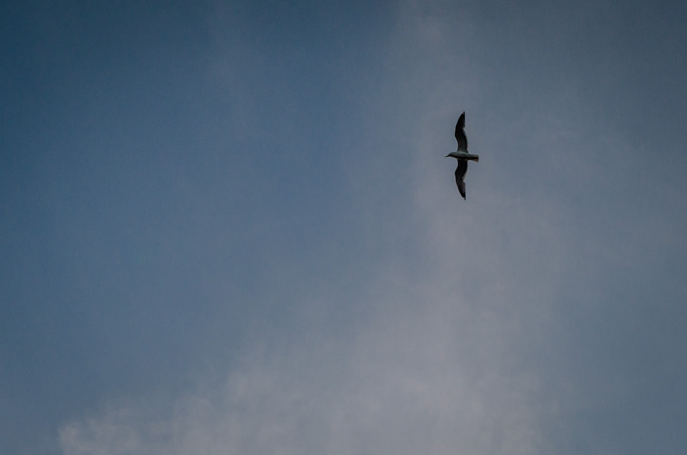 птицы москвы