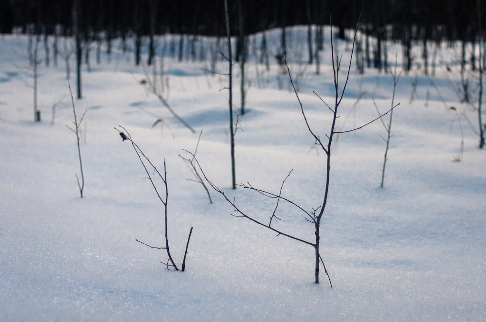 москворецкий парк