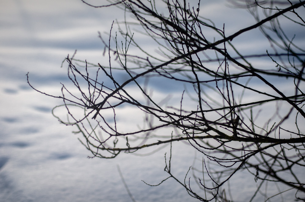 строгинская пойма