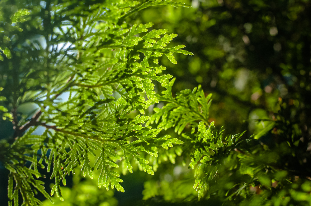 усадьба усачевых найденовых высокие горы