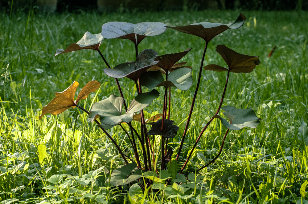 усадьба усачевых найденовых улица земляной вал
