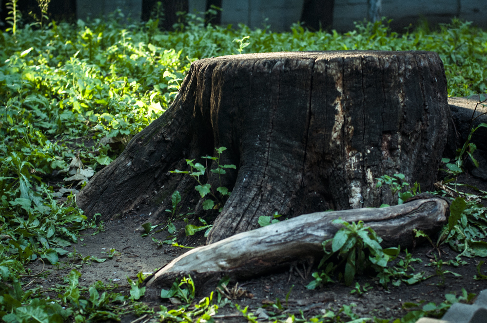 какие парки в центре москвы
