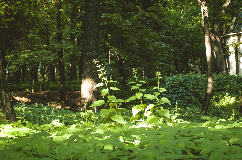 парк Усачёвых-Найдёновых