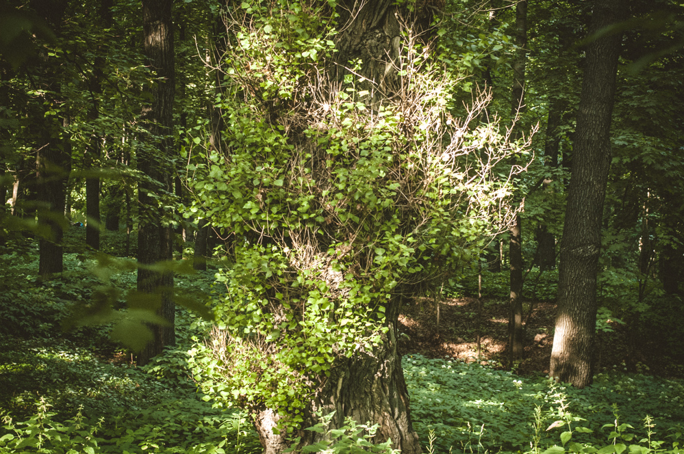 парк в москве рядом с центром