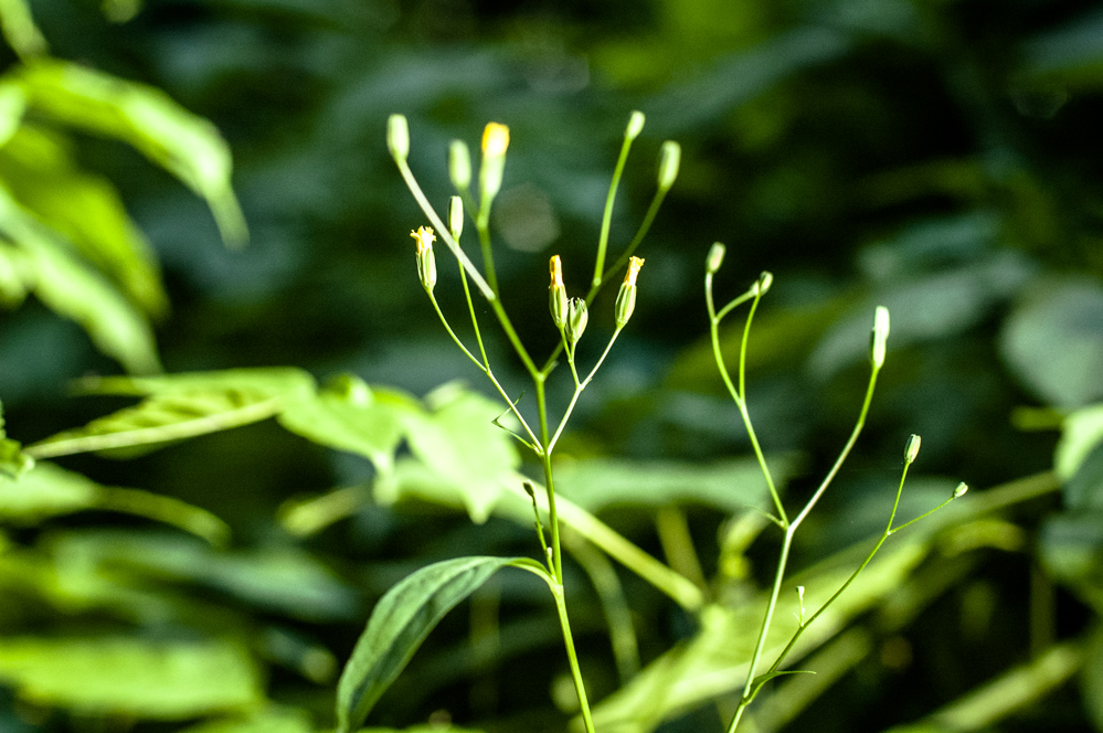 земляной вал 53 усадьба усачевых найденовых