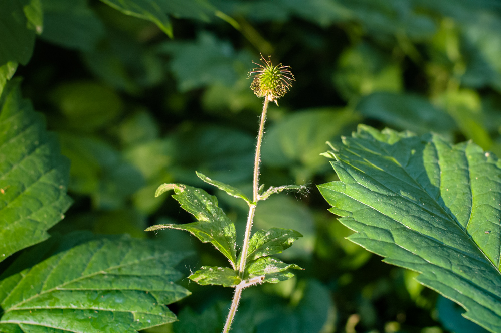 парк усадьбы усачевых найденовых