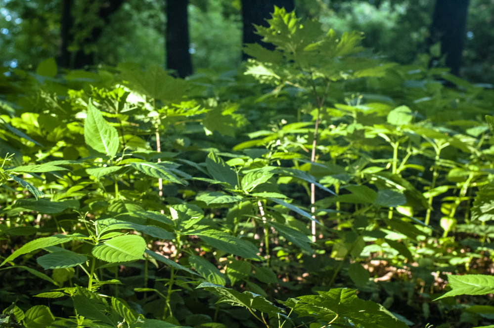 усадьба усачевых найденовых на земляном